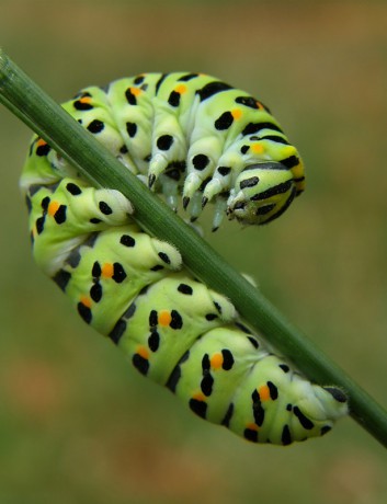 Papilio machaon (vidlochvost feniklový)01