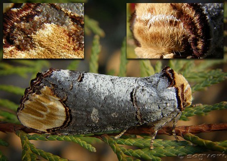 Phalera bucephala (faléra lipová)