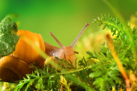 Cepaea hortensis - garden snail