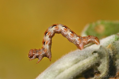 little caterpillar