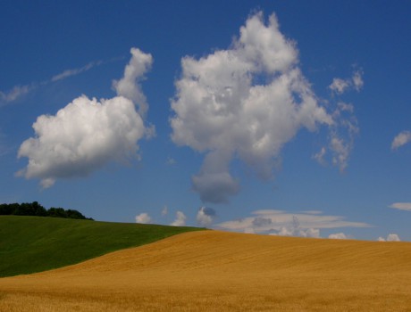 sedlišky repka