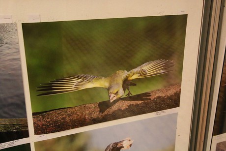 Carduelis chloris photo