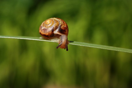 snail