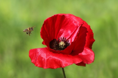 Bee and poppy