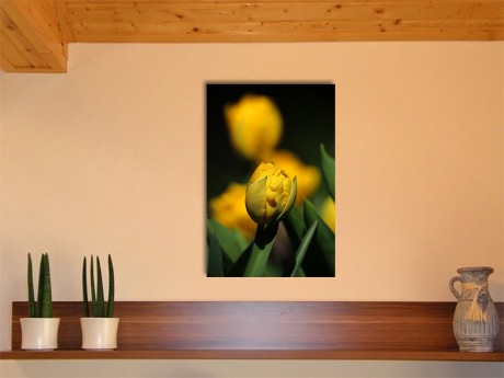 Yellow tulips - 2:3