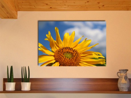 Sunflower - Photo at the exhibition in Manila, Philadelphia