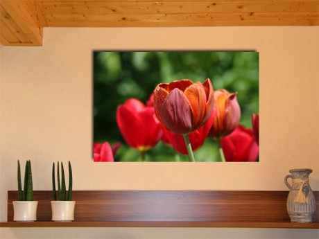 Tulips max 60x40cm