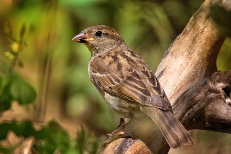 sparrow 21