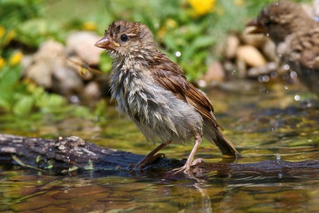 sparrow 22