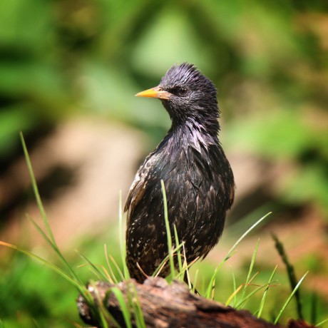 Sturnus vulgaris - škorec obyčajný 04