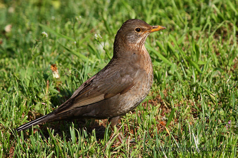 Turdus merula - drozd čierny ♀