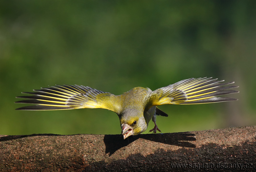 Carduelis chloris - zelienka obyčajná 02