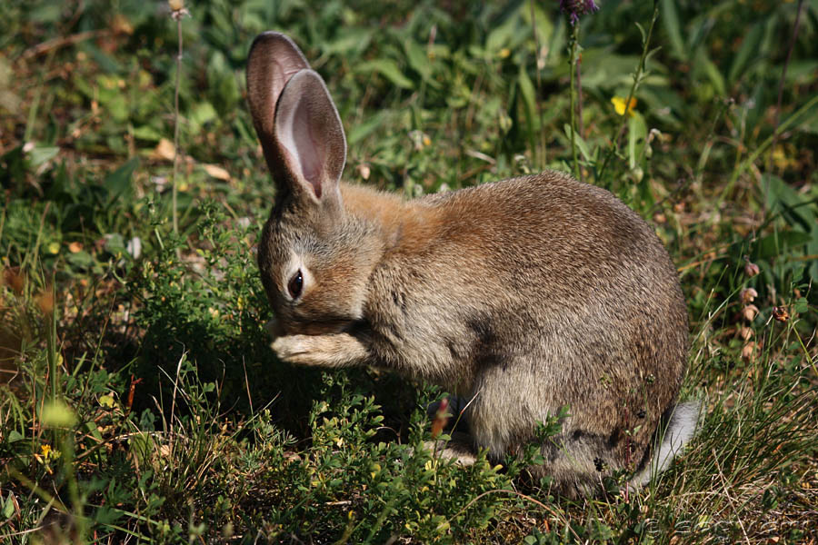 Oryctolagus cuniculus (králik divý)