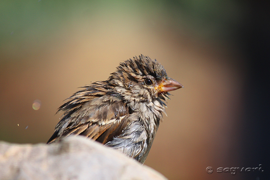 Passer domesticus - vrabec domový  03