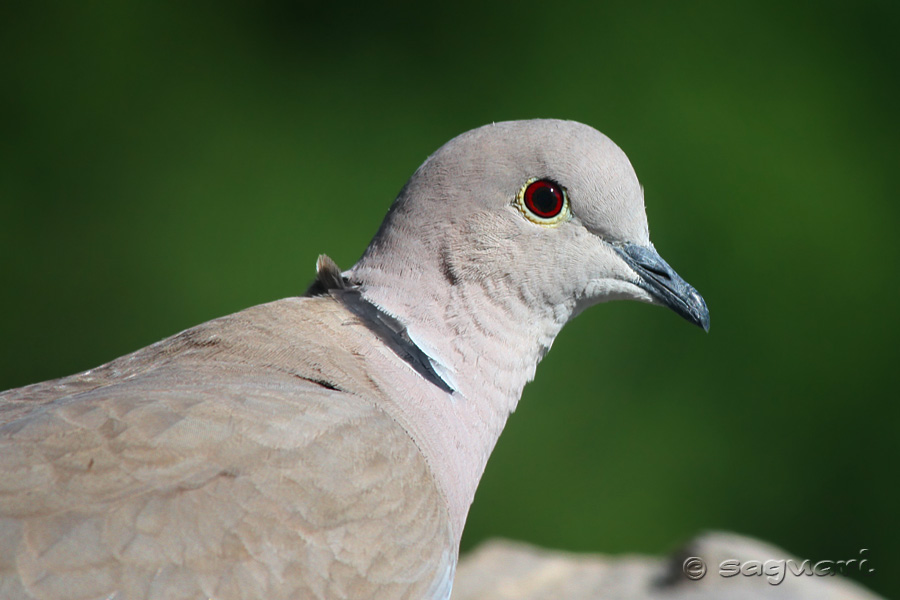 Streptopelia decaocto - hrdlička záhradná 01