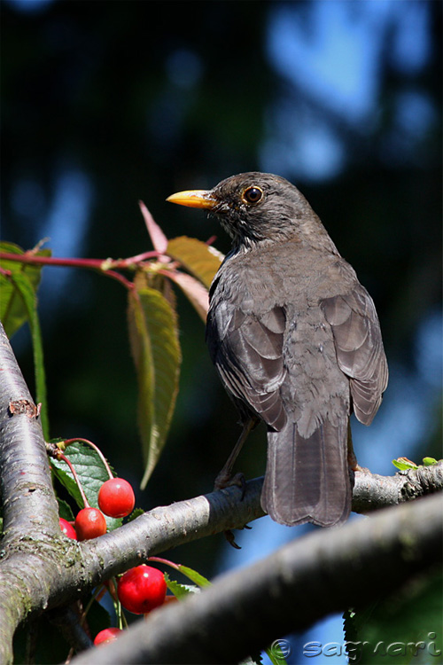 Turdus merula - drozd čierny 01