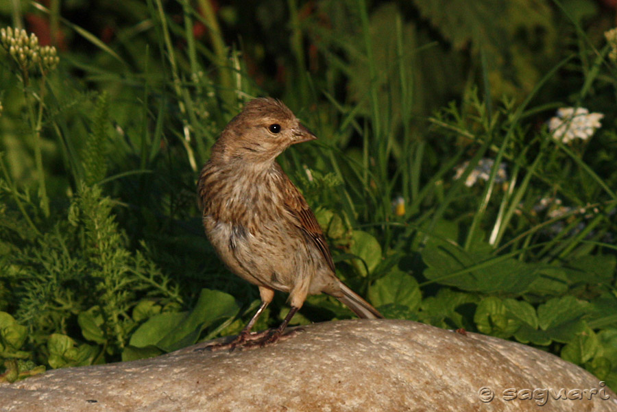 Carduelis cannabina - stehlík konôpkár ♀ 02