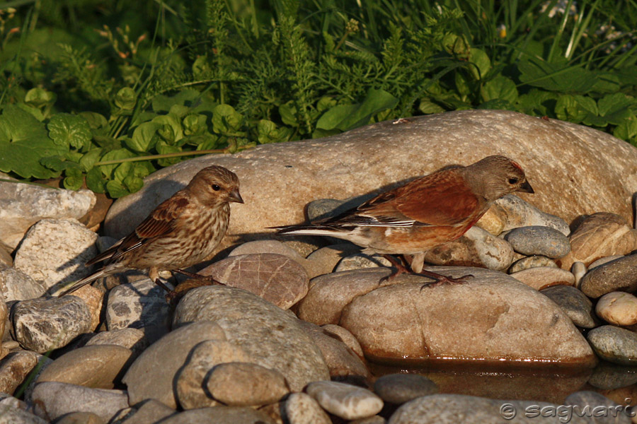 Carduelis cannabina - stehlík konôpkár  ♀  ♂ 03