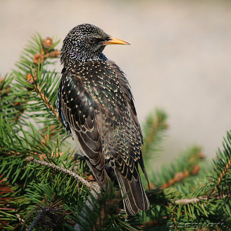 Sturnus vulgaris - škorec obyčajný 01