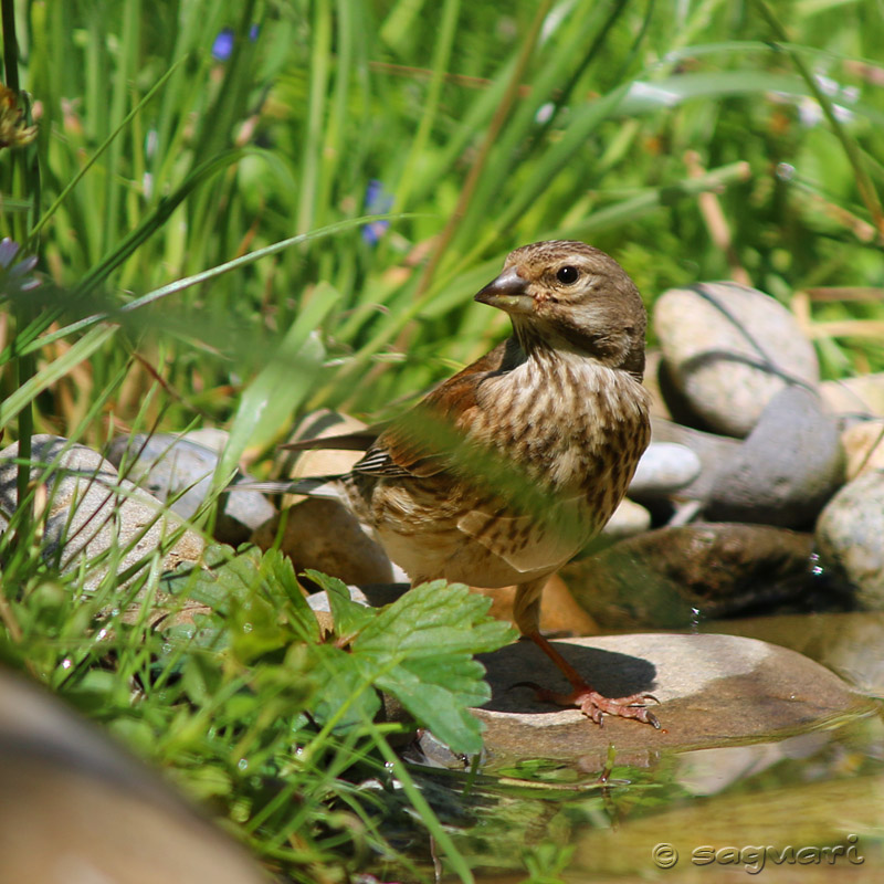 Carduelis cannabina - stehlík konôpkár  ♀ 05