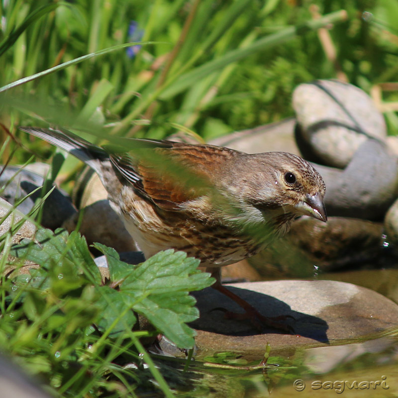 Carduelis cannabina - stehlík konôpkár ♀ 06