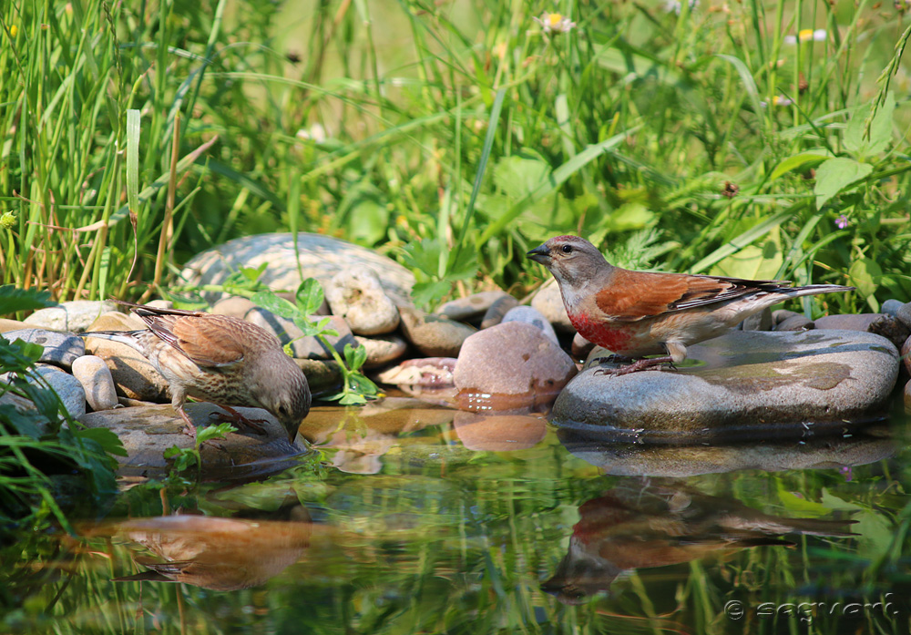 Carduelis cannabina (stehlík konôpkár) ♀ ♂ (07)