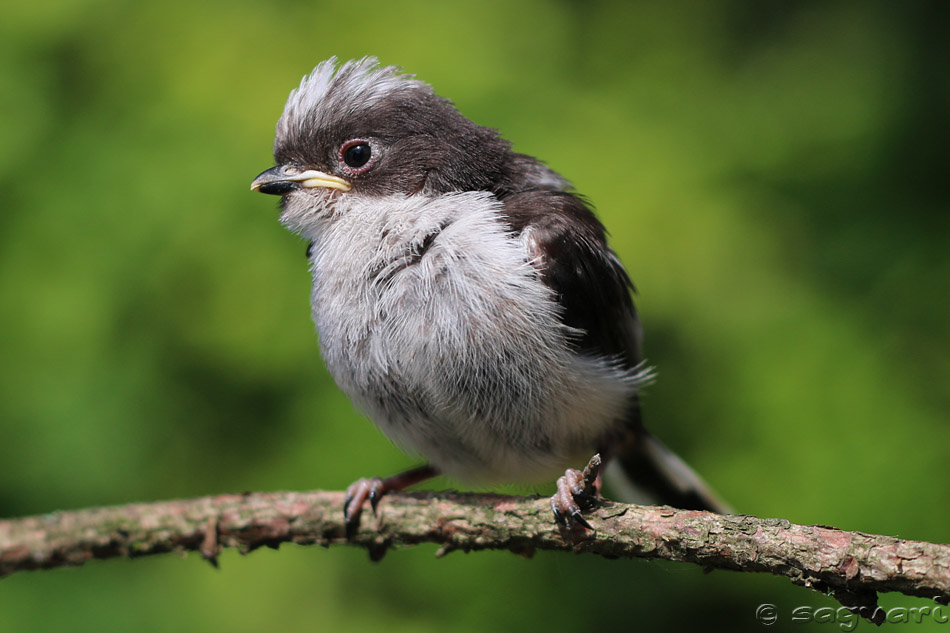 Aegithalos caudatus - mlynárka dlhochvostá 02