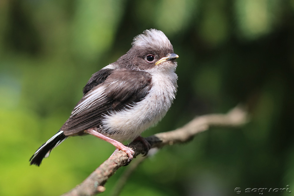 Aegithalos caudatus - mlynárka dlhochvostá 03