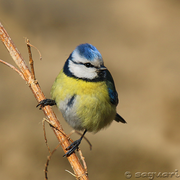 Parus caeruleus (sýkorka belasá) 01