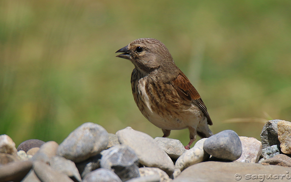 Carduelis cannabina (stehlík konôpkár) ♀ (09)