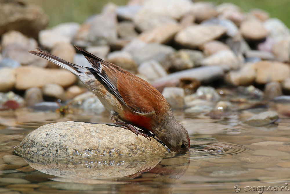 Carduelis cannabina (stehlík konôpkár) ♂ (10)