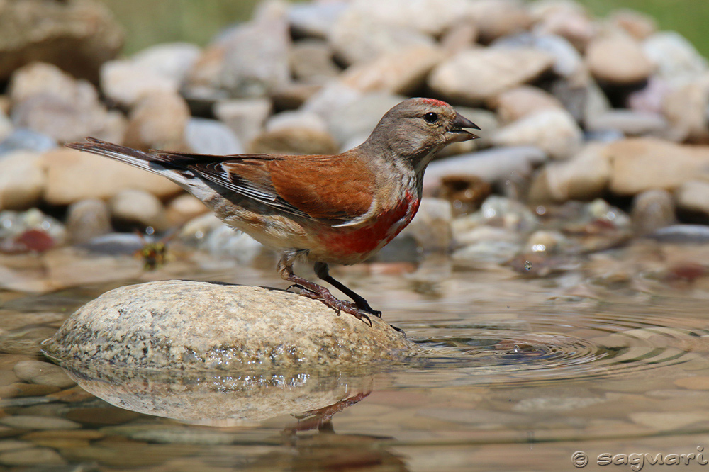 Carduelis cannabina (stehlík konôpkár) ♂ (11)