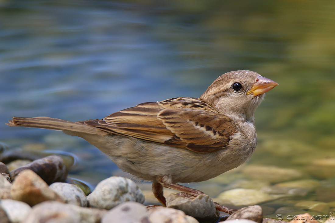 Passer domesticus (vrabec domový)  05