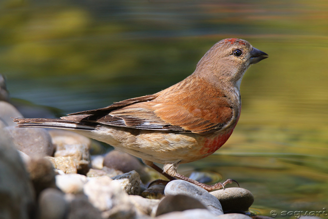 Carduelis cannabina (stehlík konôpkár) ♂ (12)