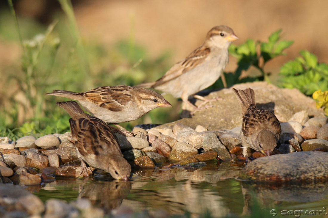 Passer domesticus (vrabec domový) 07