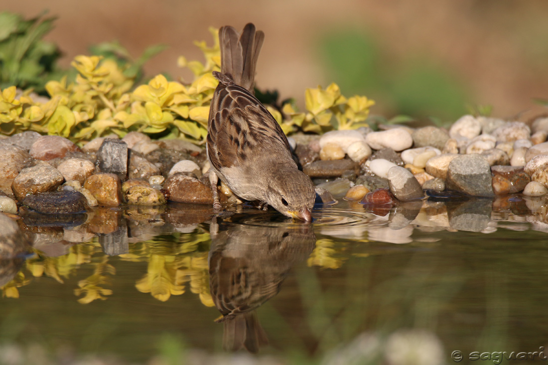 Passer domesticus (vrabec domový) 08