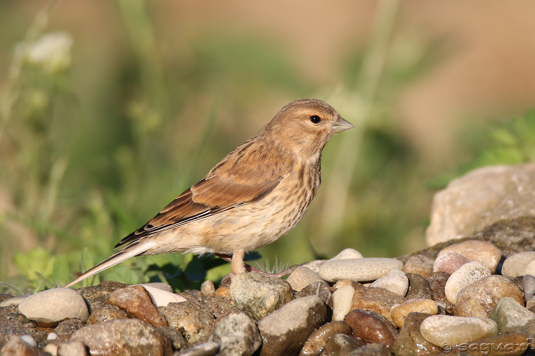 Carduelis cannabina (stehlík konôpkár) ♀ 13