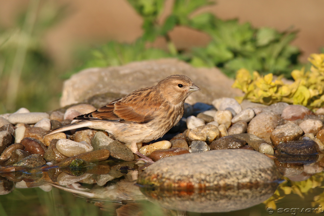 Carduelis cannabina (stehlík konôpkár) ♀ 14