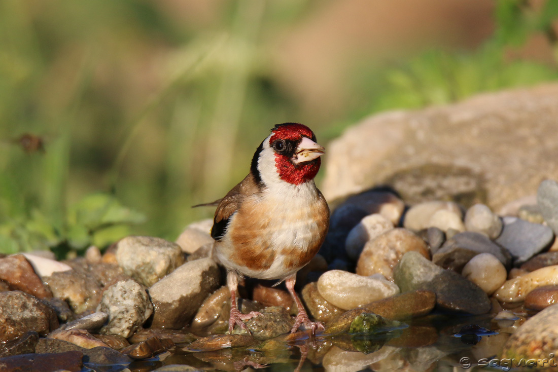 Carduelis carduelis (stehlík obyčajný) 01