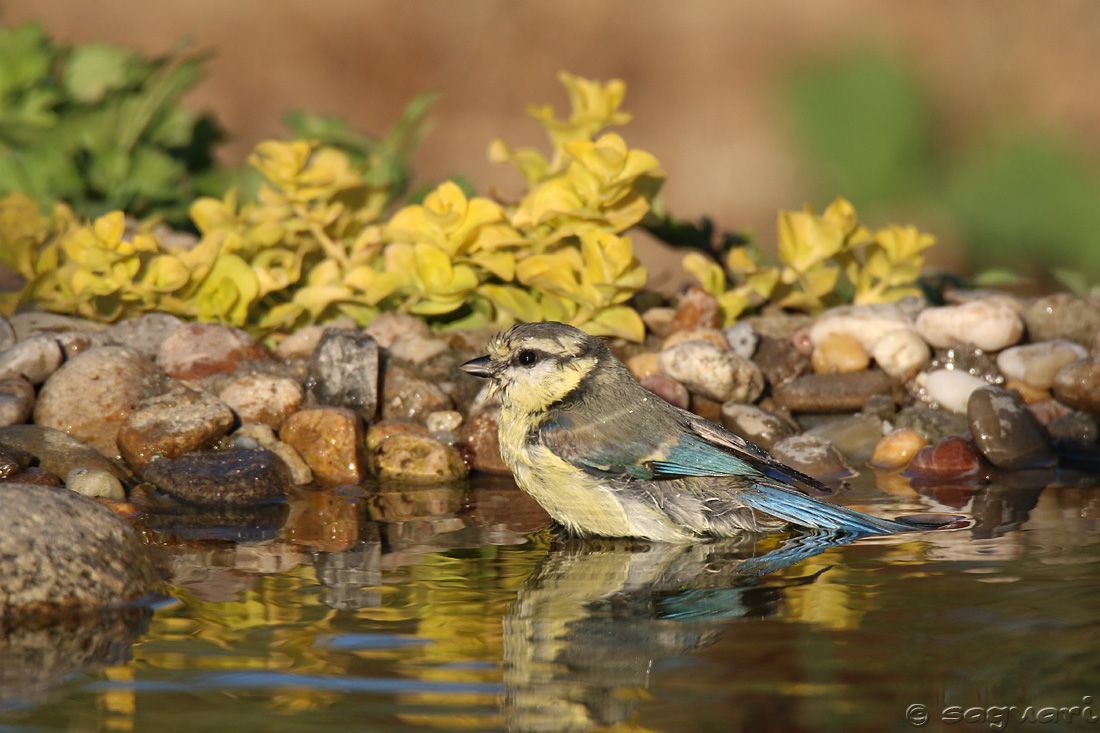 Parus caeruleus (sýkorka belasá) 02