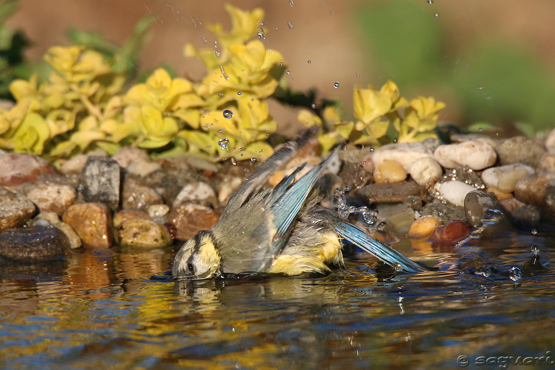 Parus caeruleus (sýkorka belasá) 03