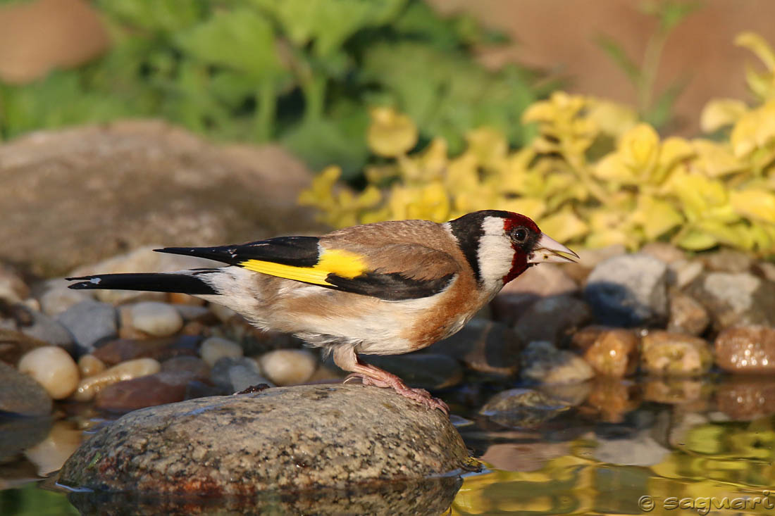 Carduelis carduelis (stehlík obyčajný) 02