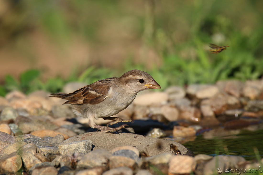 Passer domesticus (vrabec domový)  09