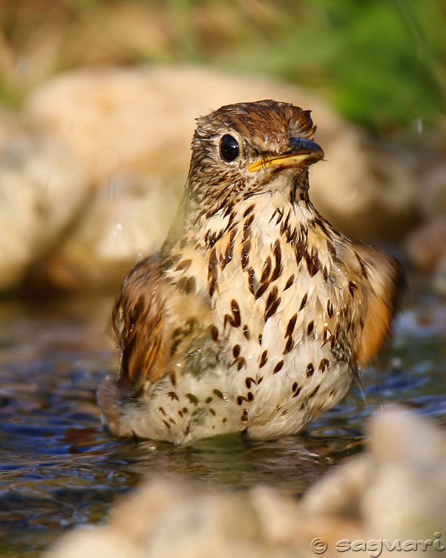 Turdus philomelos (drozd plavý) 02