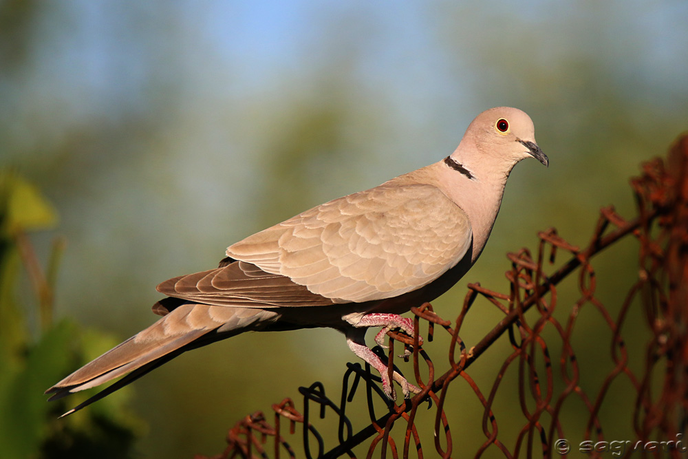 Streptopelia decaocto (hrdlička záhradná) 01