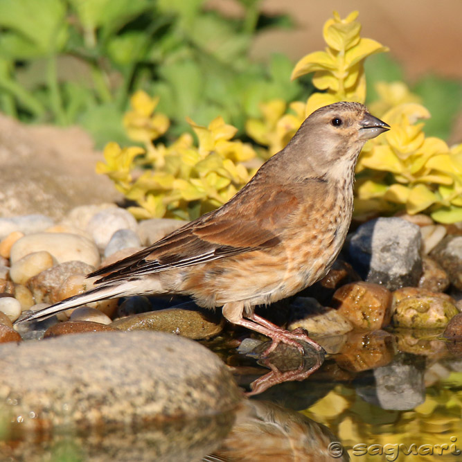 Carduelis cannabina (stehlík konôpkár) ♀ 15