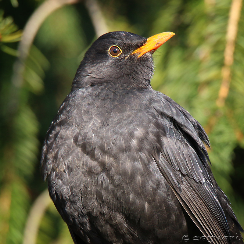 Turdus merula (drozd čierny) 03