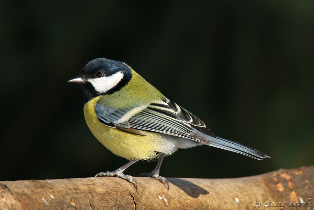 Parus major - sýkorka veľká 01