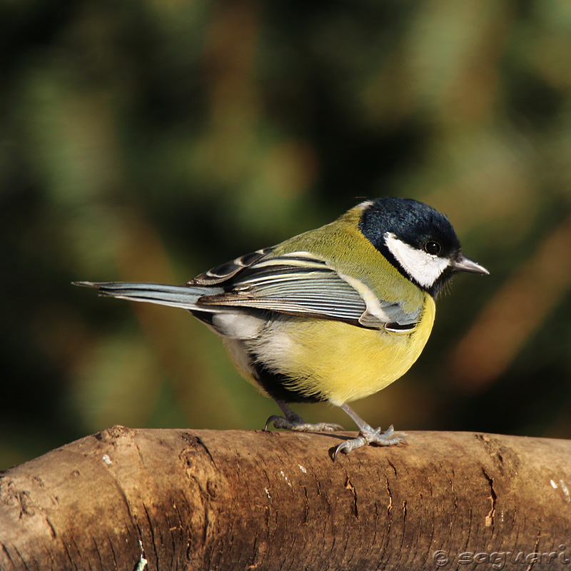 Parus major - sýkorka veľká 02