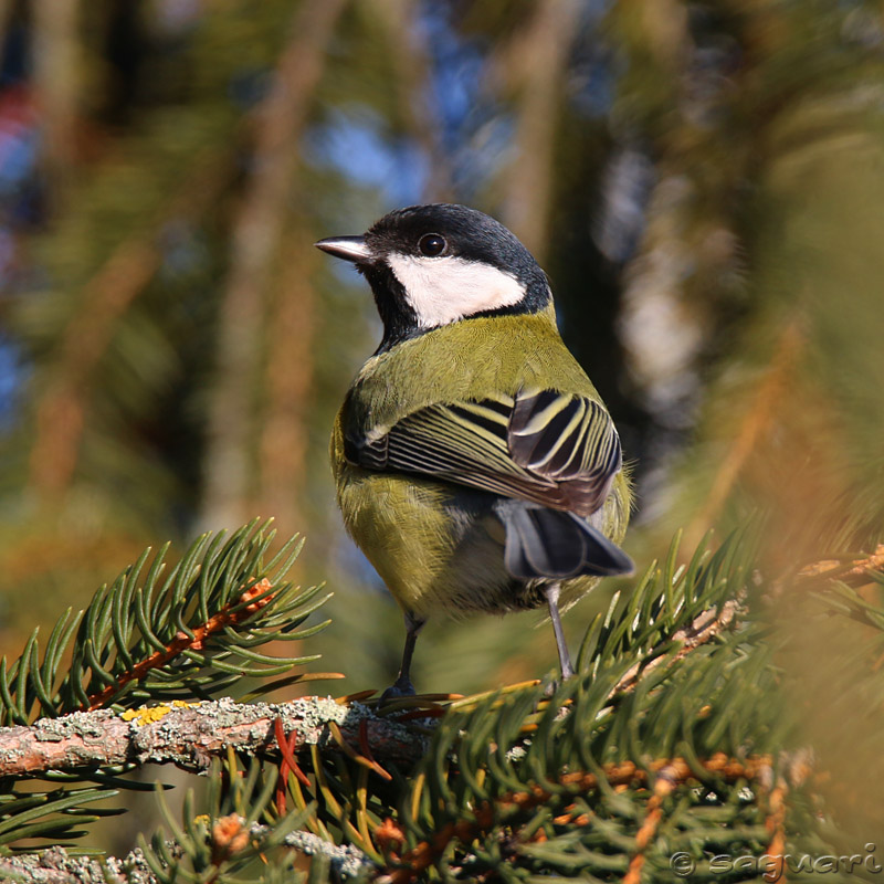 Parus major - sýkorka veľká 03